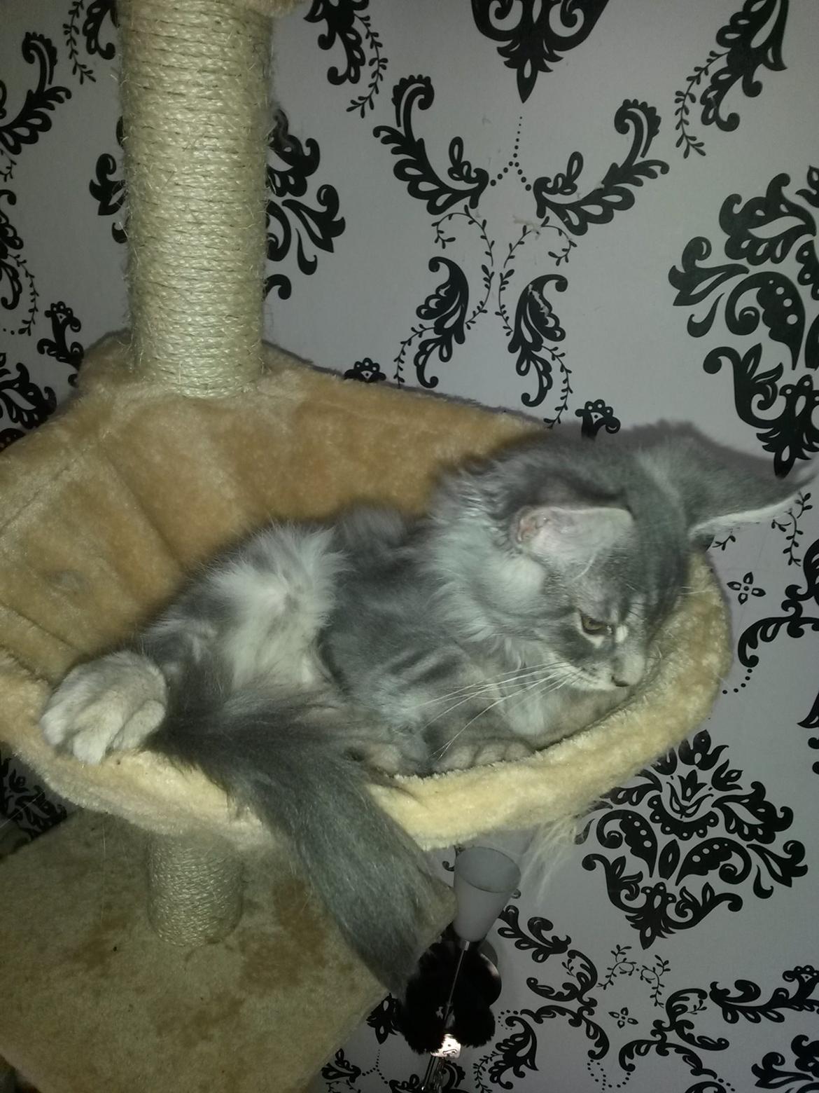 Maine Coon Bounty (DK Nanice Charlie) billede 24