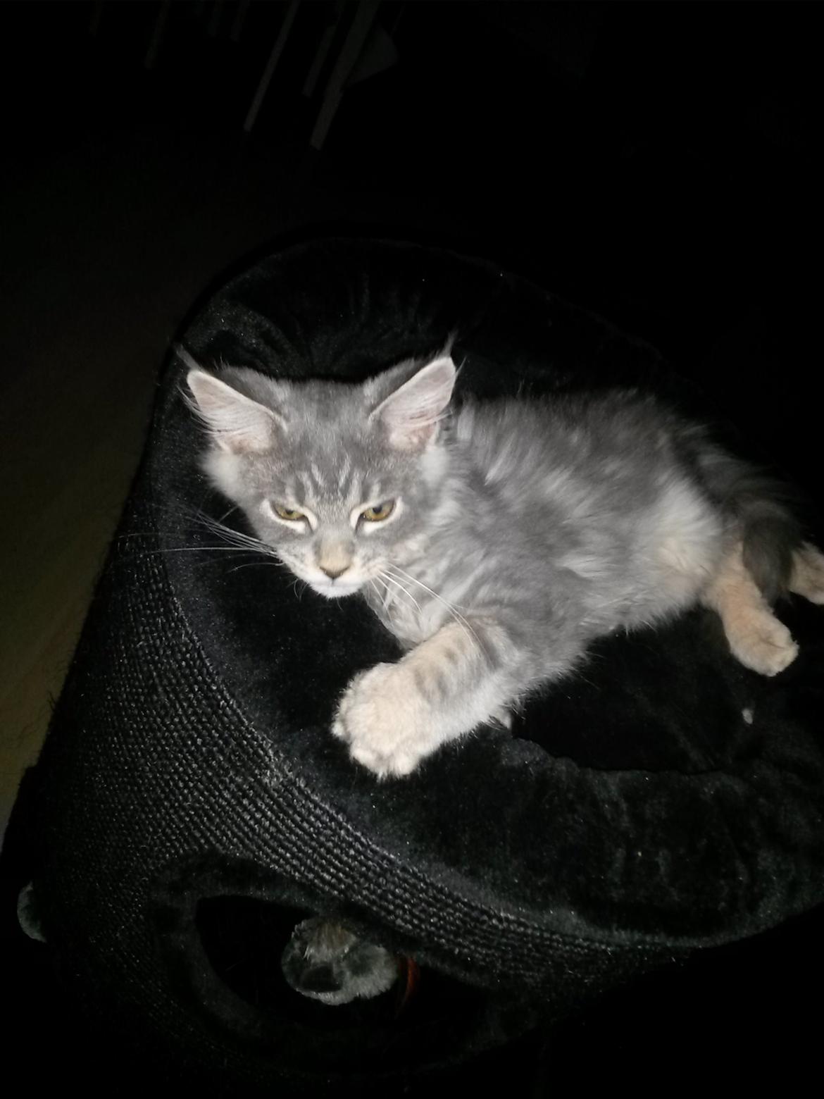 Maine Coon Bounty (DK Nanice Charlie) billede 25