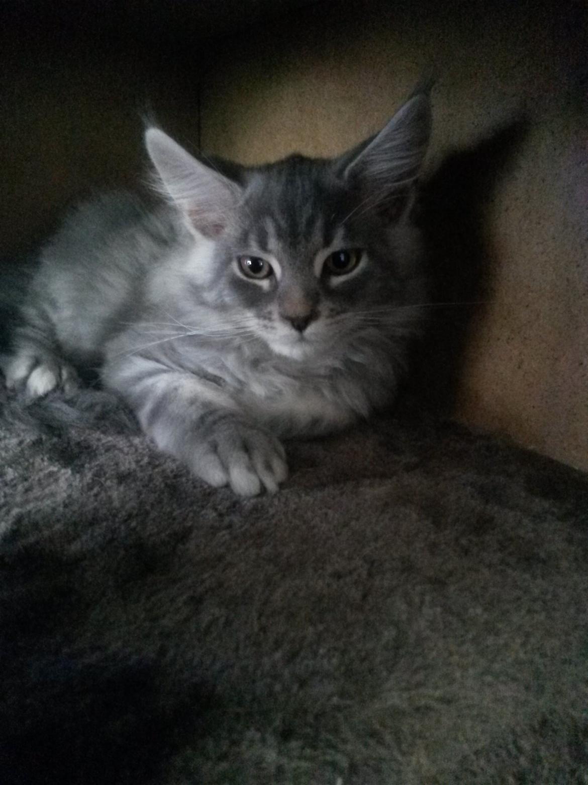 Maine Coon Bounty (DK Nanice Charlie) billede 22