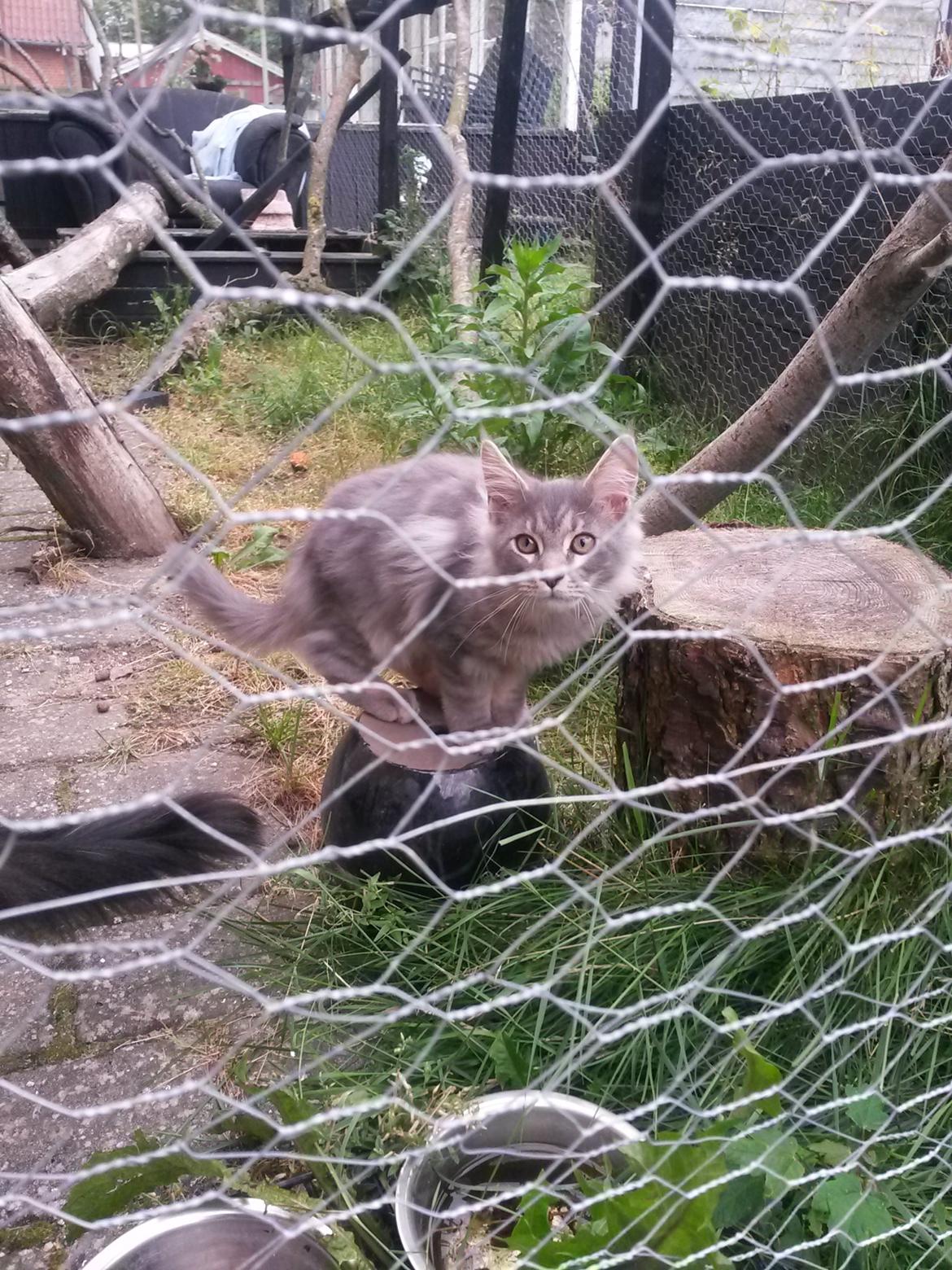 Maine Coon Bounty (DK Nanice Charlie) billede 27