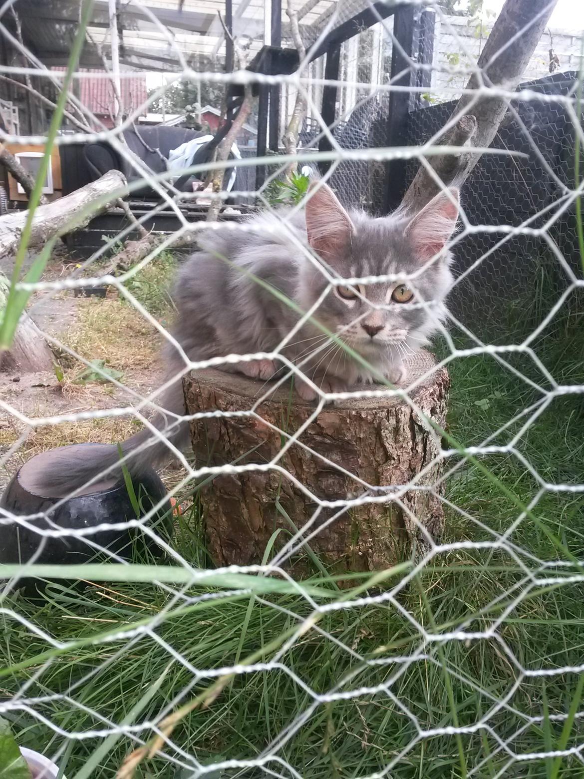 Maine Coon Bounty (DK Nanice Charlie) billede 28