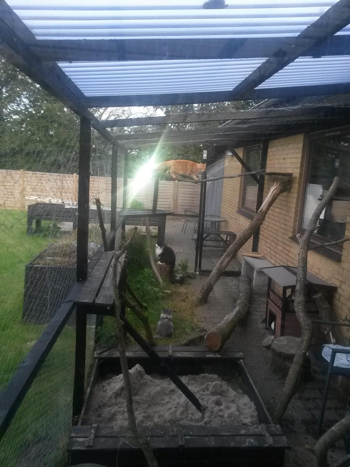 Maine Coon Bounty (DK Nanice Charlie) billede 29