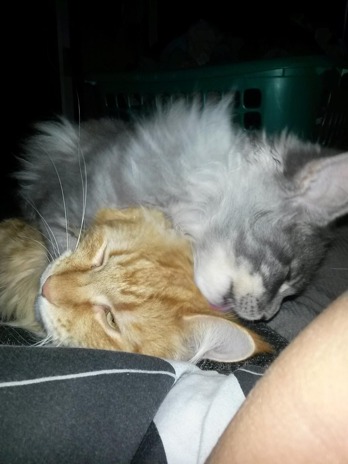 Maine Coon Bounty (DK Nanice Charlie) billede 30