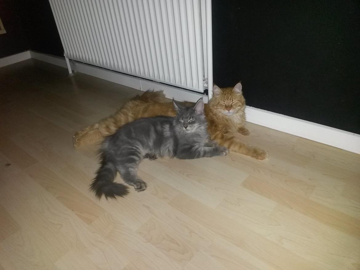 Maine Coon Bounty (DK Nanice Charlie) billede 31