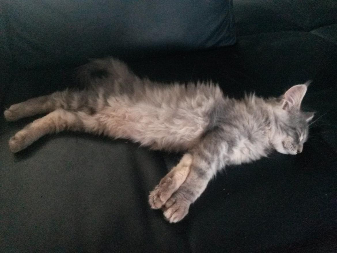 Maine Coon Bounty (DK Nanice Charlie) billede 26