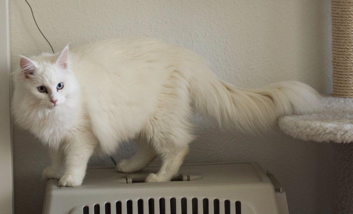 Blanding af racer Silla billede 6