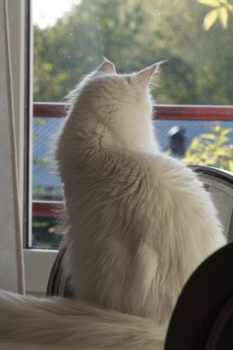 Blanding af racer Silla billede 7