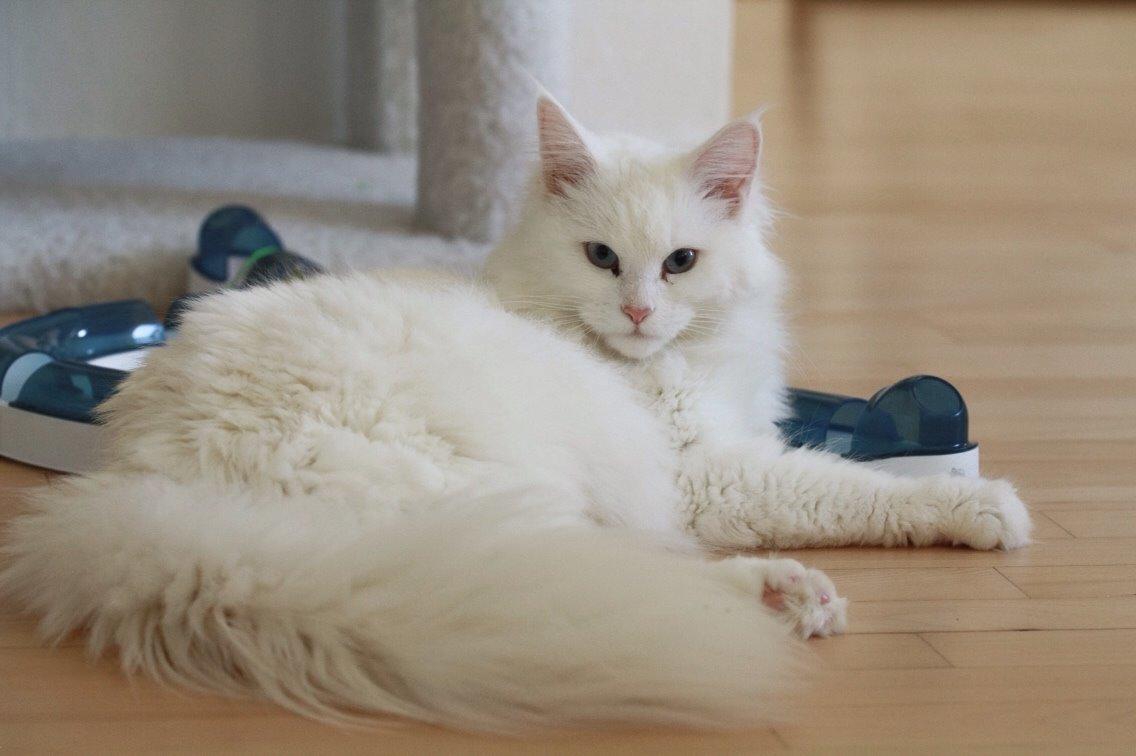 Blanding af racer Silla billede 9