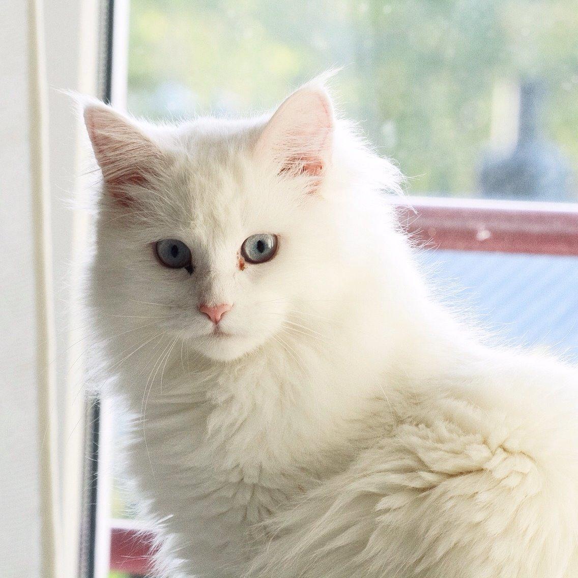 Blanding af racer Silla billede 5