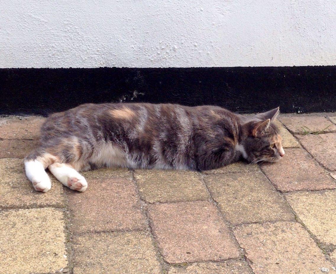 Reersø Mille *Himmelmis* billede 18