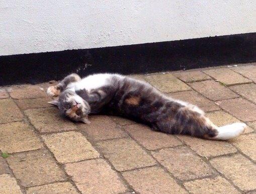 Reersø Mille *Himmelmis* billede 20