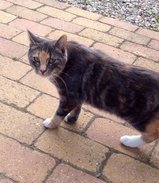 Reersø Mille *Himmelmis* billede 21