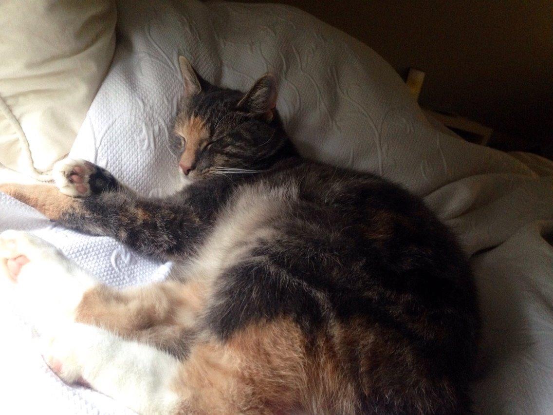 Reersø Mille *Himmelmis* billede 22