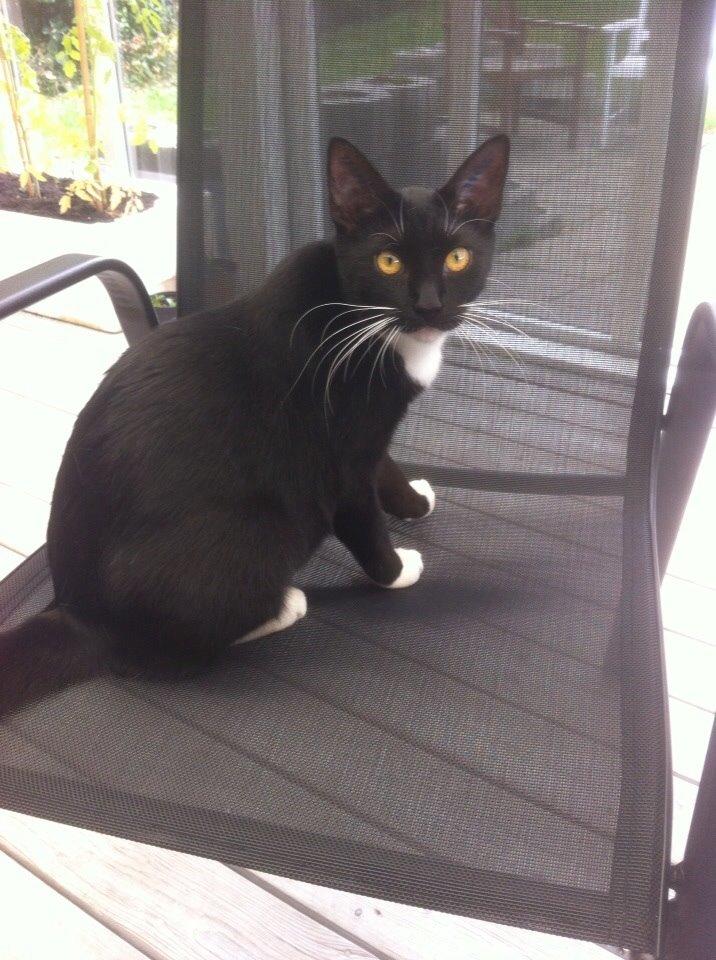 Huskat Cutie billede 6