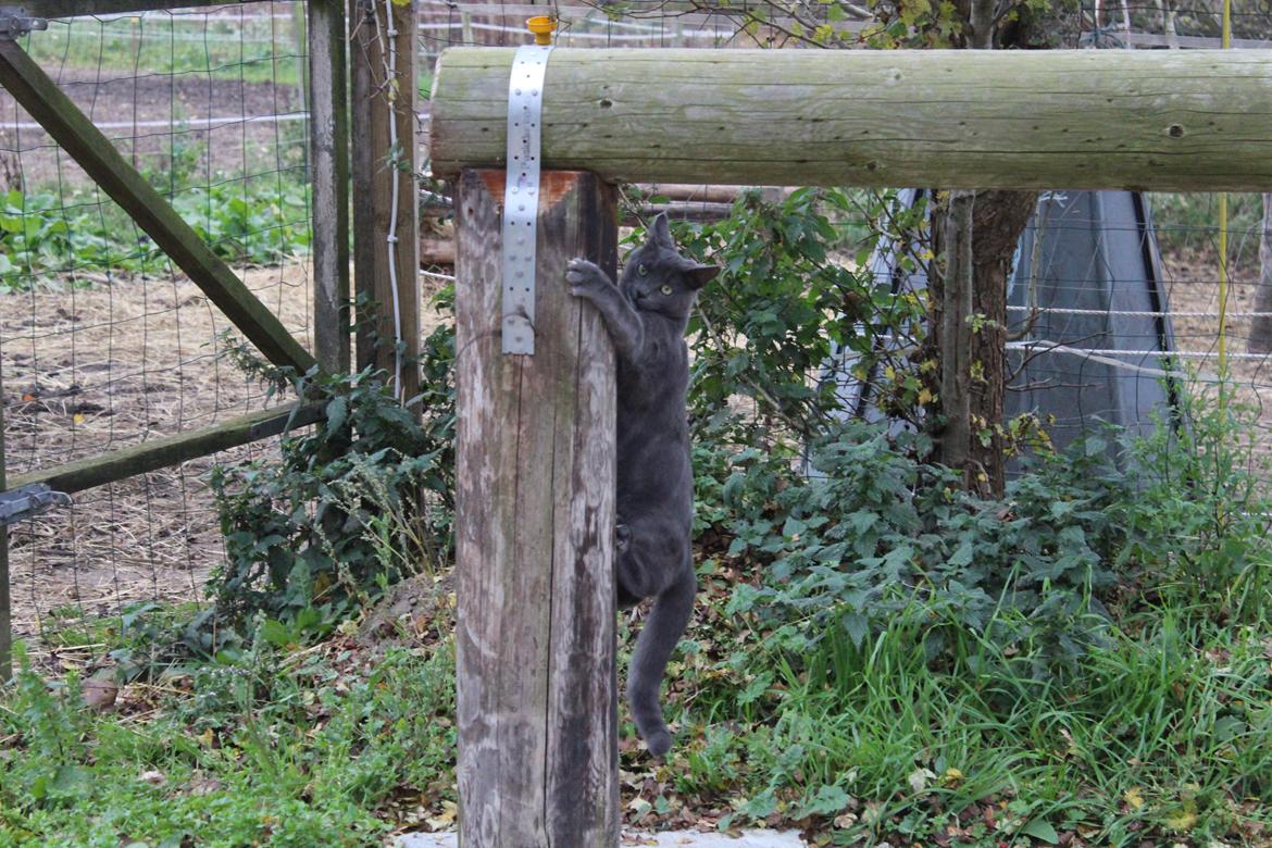 Russian Blue Vinterberg billede 16