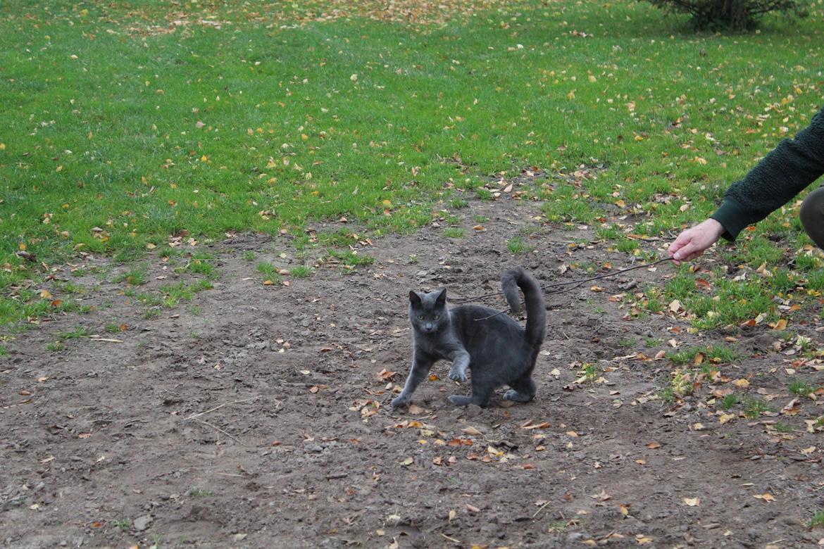 Russian Blue Vinterberg billede 15