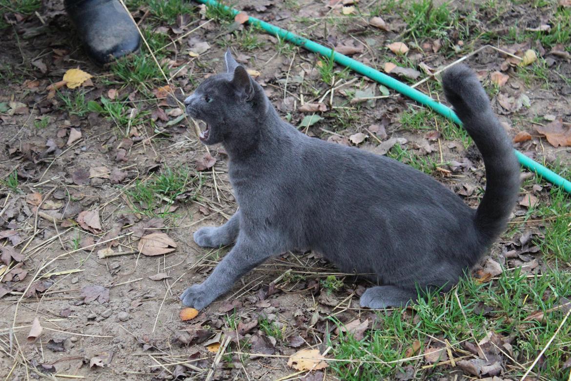 Russian Blue Vinterberg billede 17