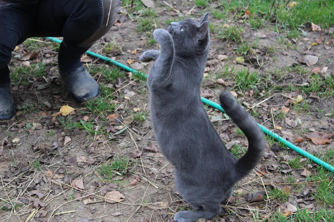 Russian Blue Vinterberg billede 18