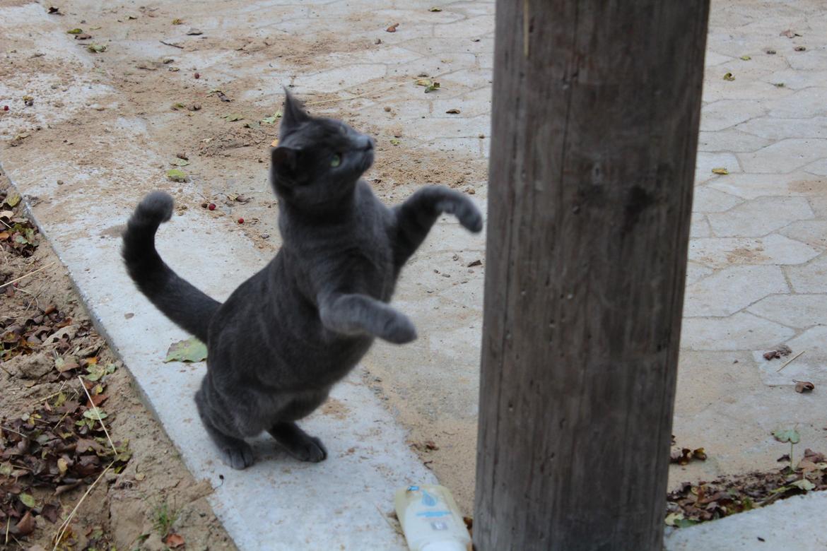 Russian Blue Vinterberg billede 19