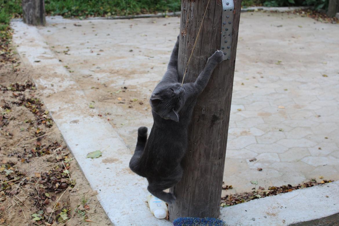 Russian Blue Vinterberg billede 20