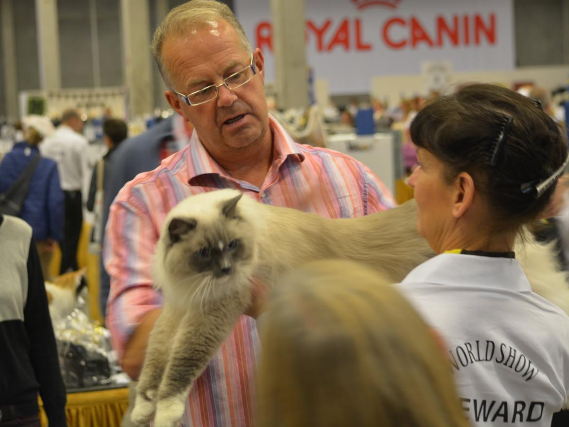 Ragdoll Arsenal bliv Grand International Premier - IP Arsenal FIFe World Show 2015  - CAGPIP certifikat  billede 2
