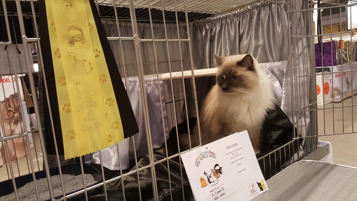 Ragdoll Arsenal bliv Grand International Premier - IP Arsenal FIFe World Show 2015  - CAGPIP certifikat  billede 1