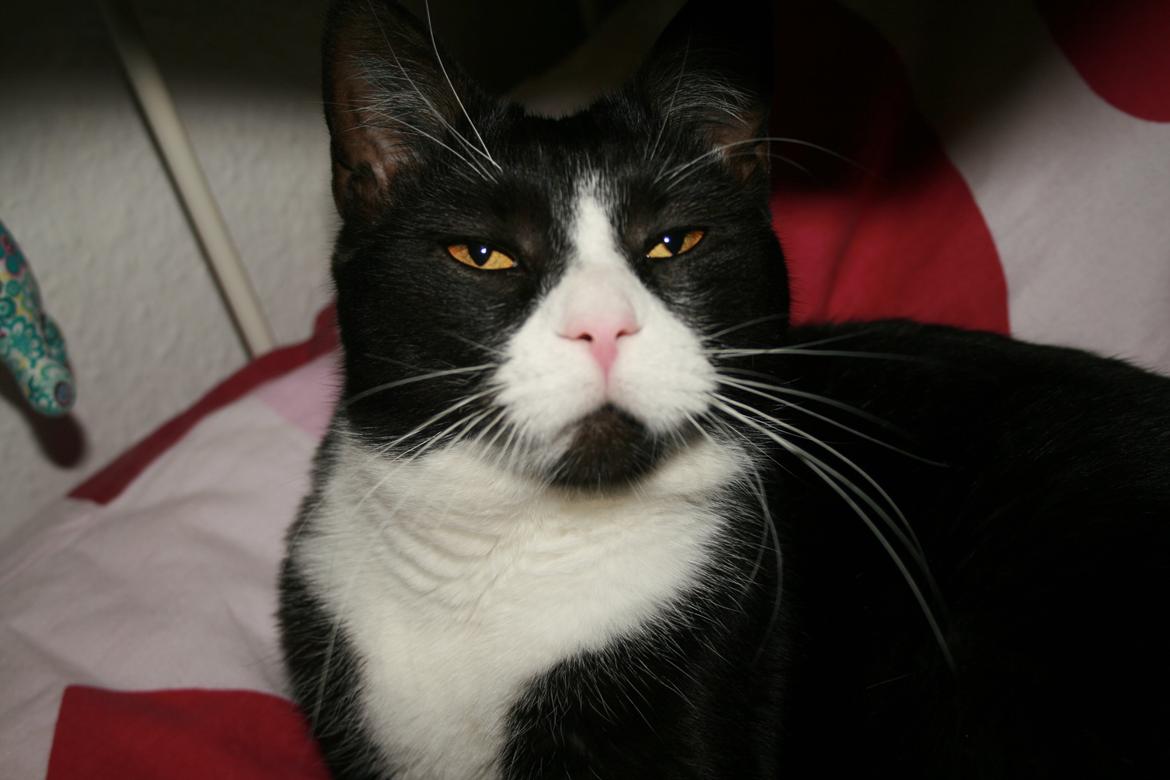 Huskat August (*Forsvundet*) - snuser til kamera billede 5