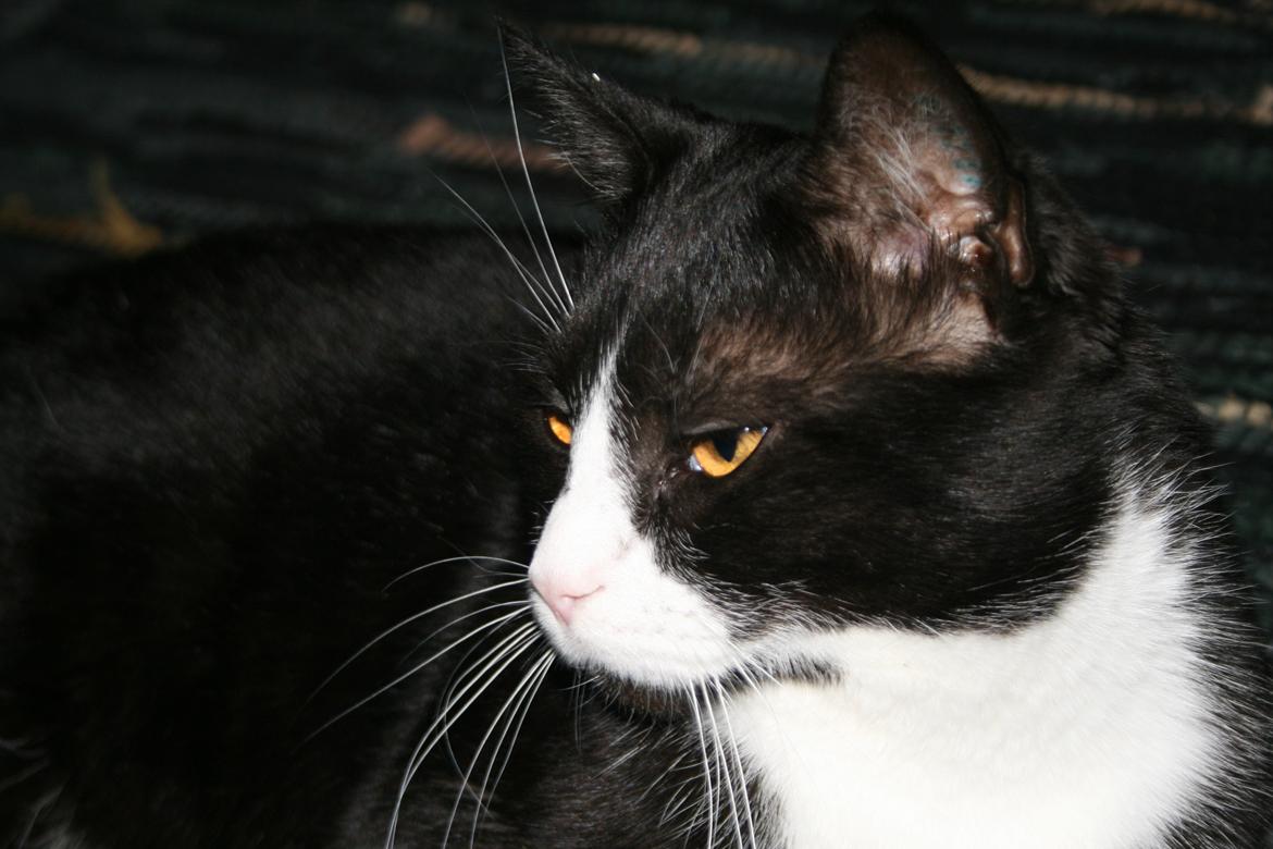 Huskat August (*Forsvundet*) - Dine øjne er som guld mønter  billede 18