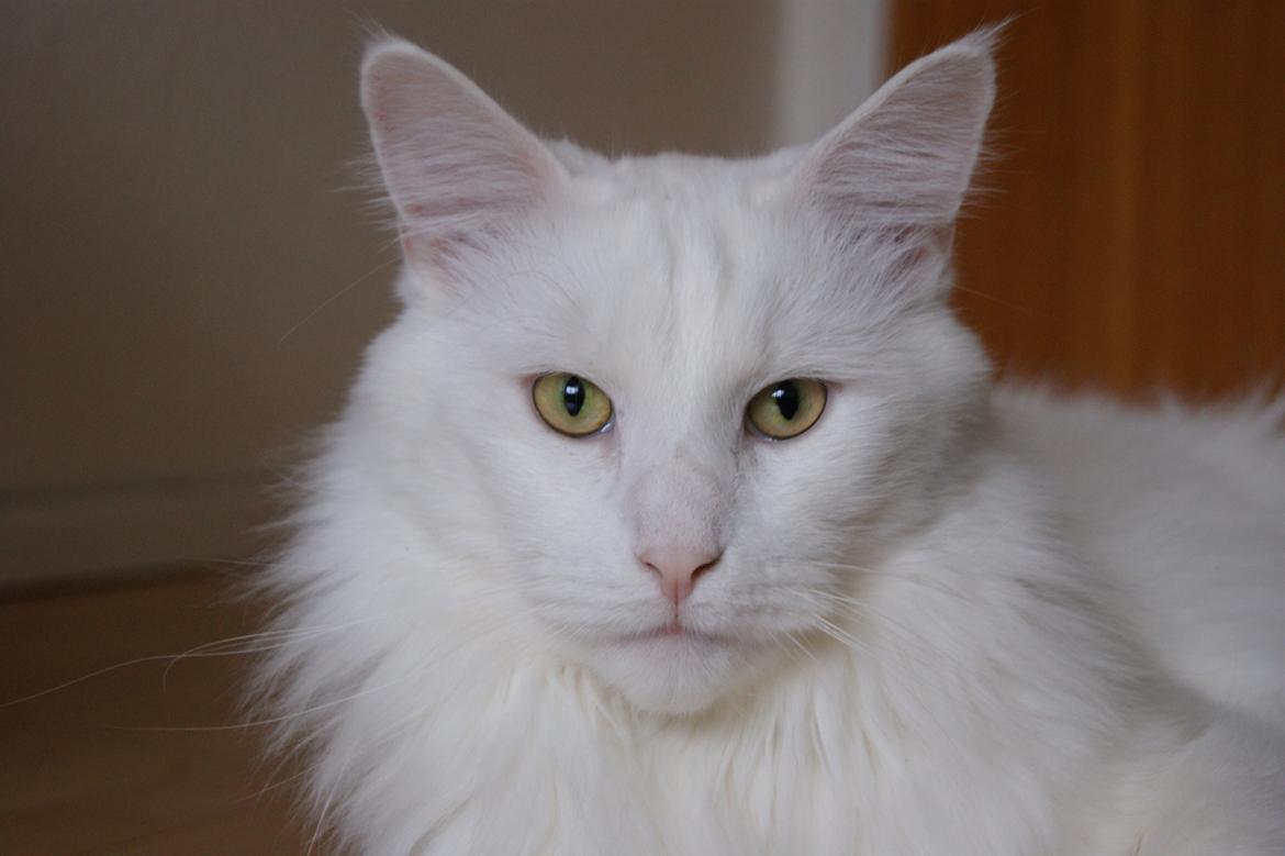 Maine Coon DK Krammedyret Zorro Ice  billede 1