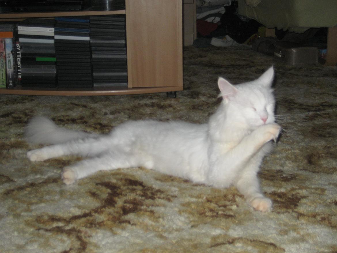 Maine Coon DK Krammedyret Zorro Ice  - såen så han ud da han lige var landet :'( billede 2