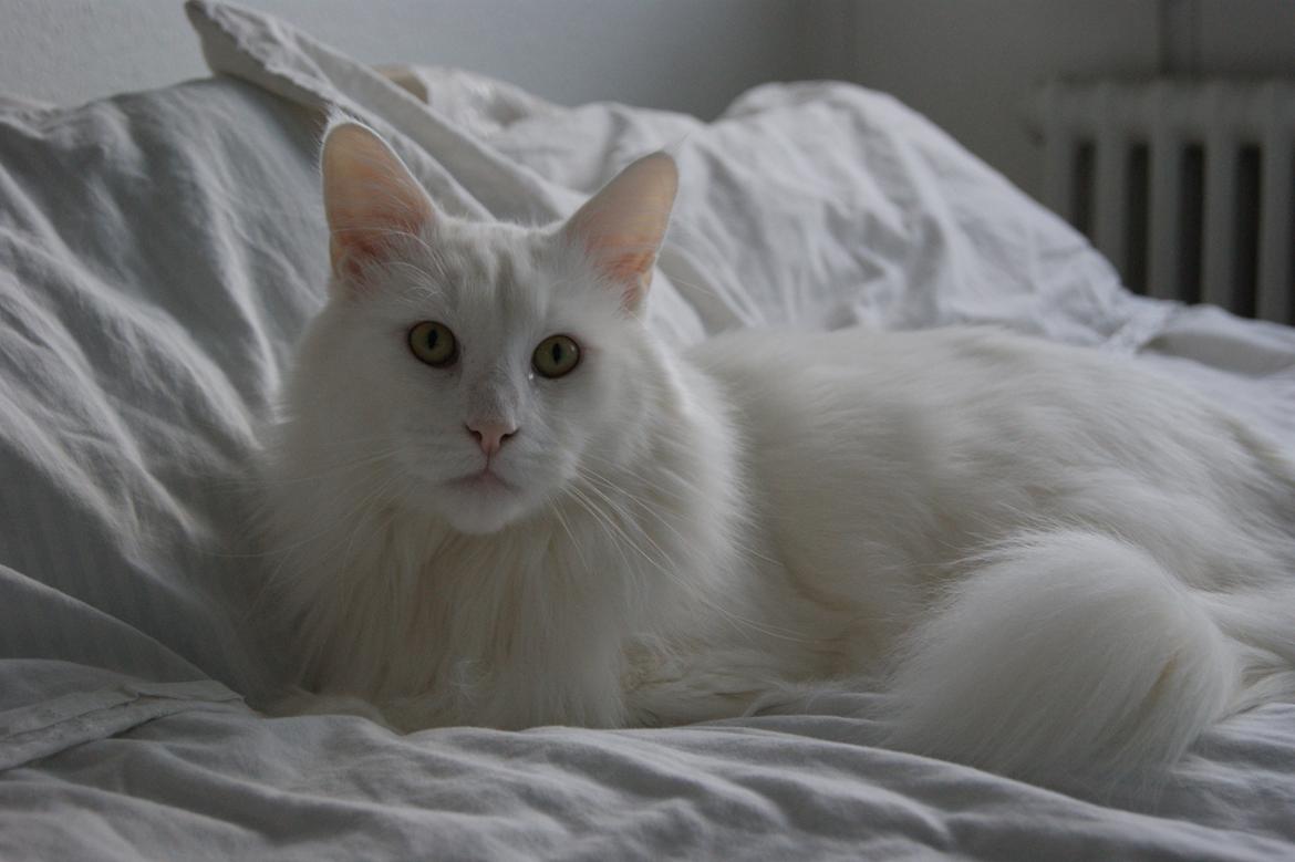 Maine Coon DK Krammedyret Zorro Ice  billede 3