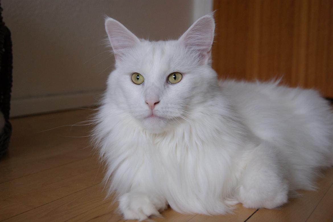 Maine Coon DK Krammedyret Zorro Ice  billede 5