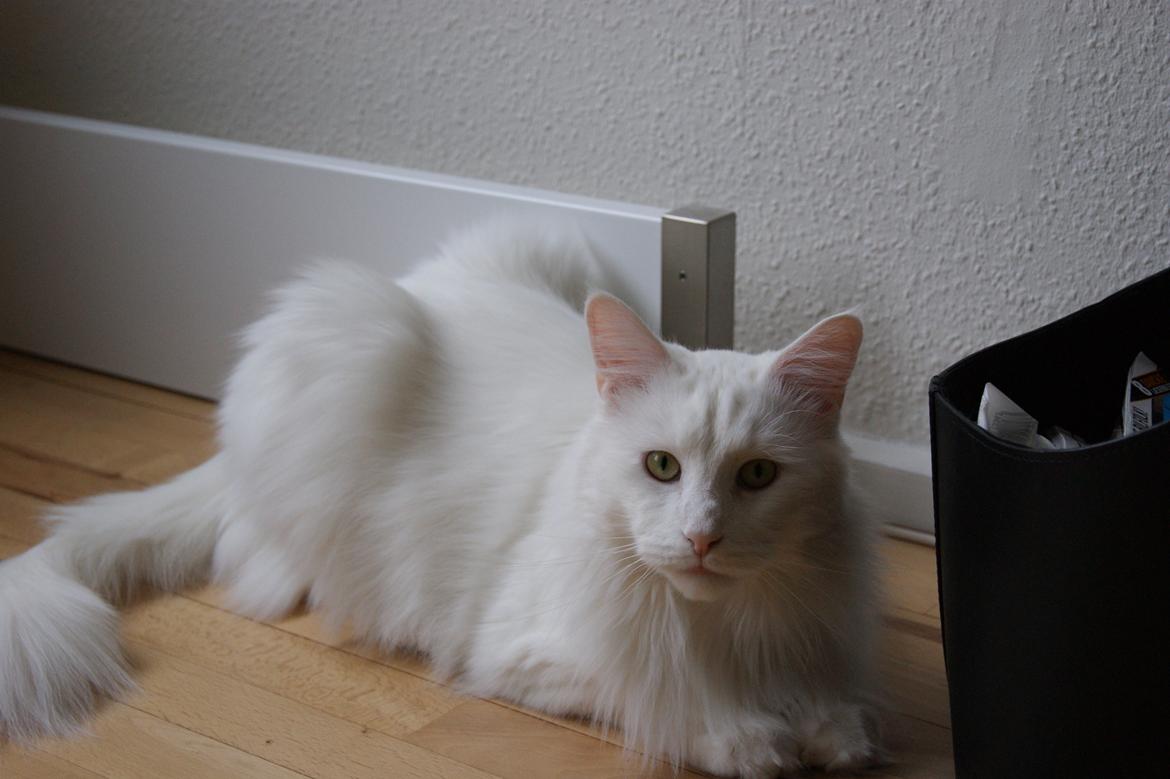 Maine Coon DK Krammedyret Zorro Ice  billede 6