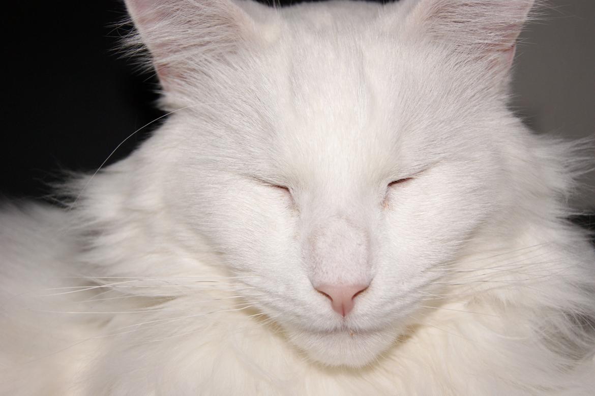 Maine Coon DK Krammedyret Zorro Ice  billede 4