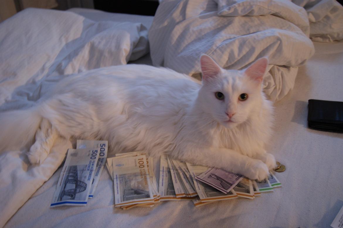 Maine Coon DK Krammedyret Zorro Ice  - Passer på fars penge ;-) billede 7