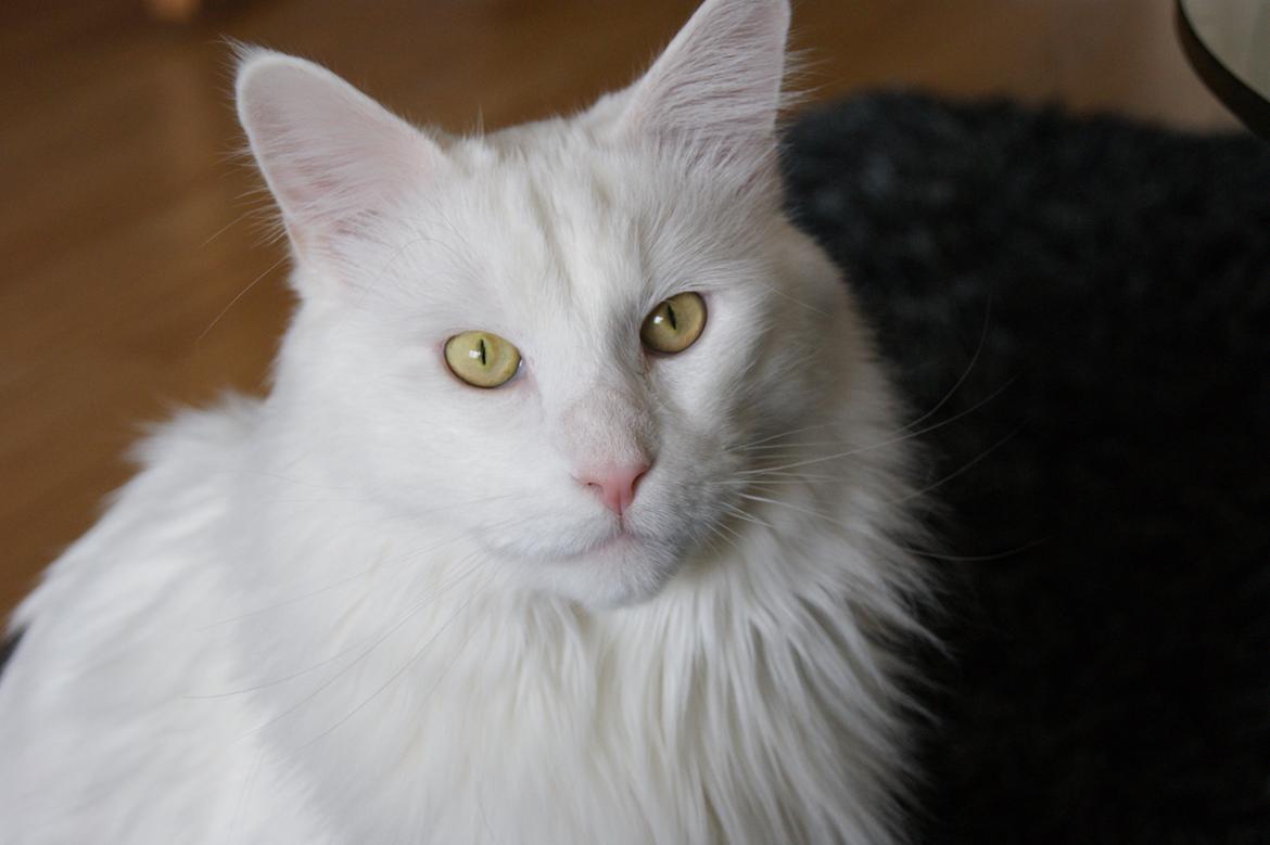 Maine Coon DK Krammedyret Zorro Ice  billede 9