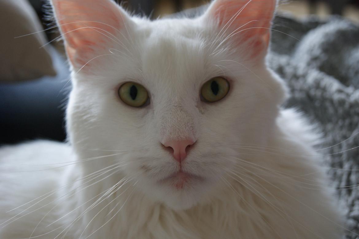 Maine Coon DK Krammedyret Zorro Ice  billede 10