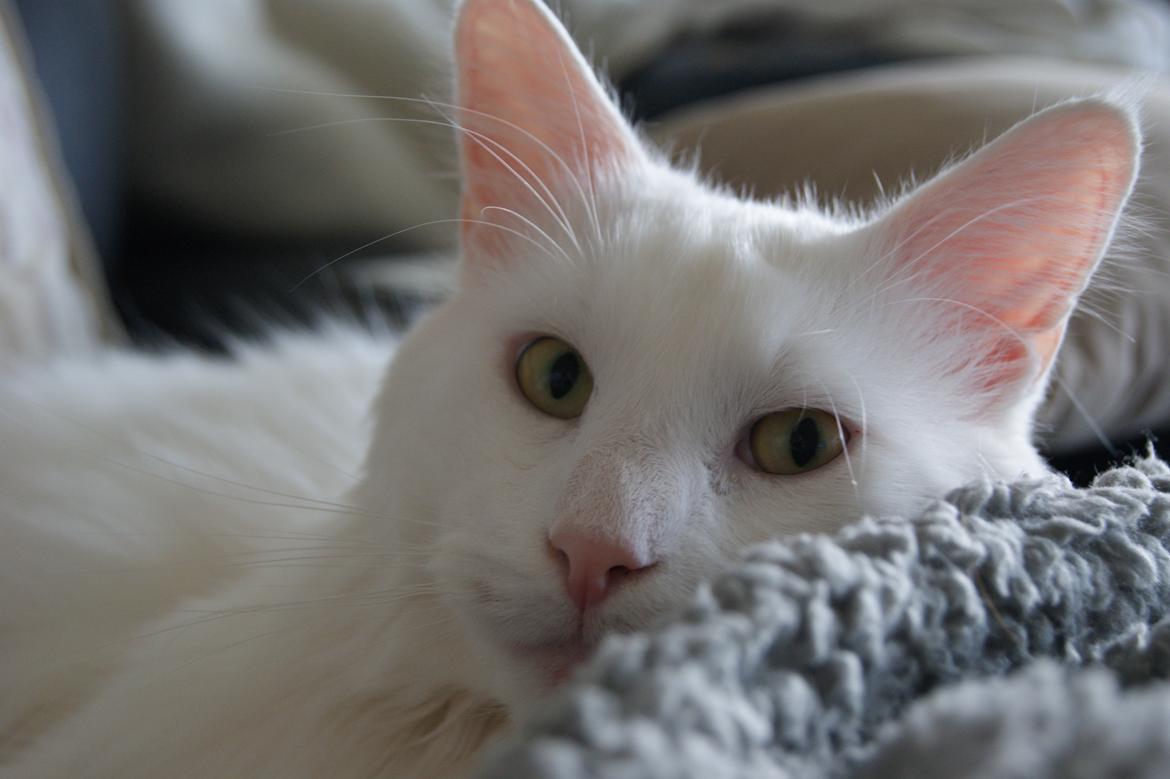 Maine Coon DK Krammedyret Zorro Ice  billede 11