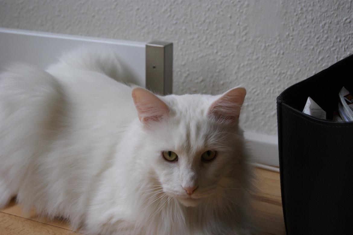 Maine Coon DK Krammedyret Zorro Ice  billede 12