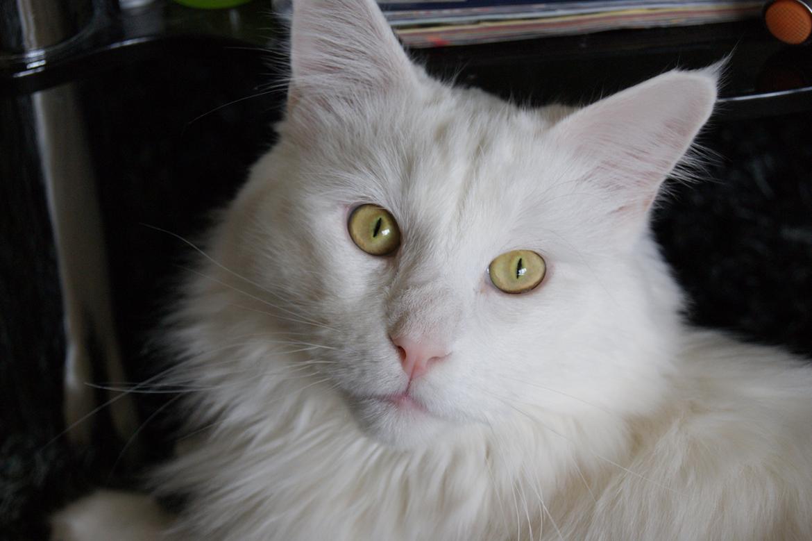 Maine Coon DK Krammedyret Zorro Ice  billede 8