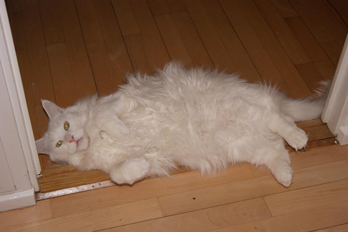 Maine Coon DK Krammedyret Zorro Ice  - såen ser han ud 1 år efter :-D billede 13