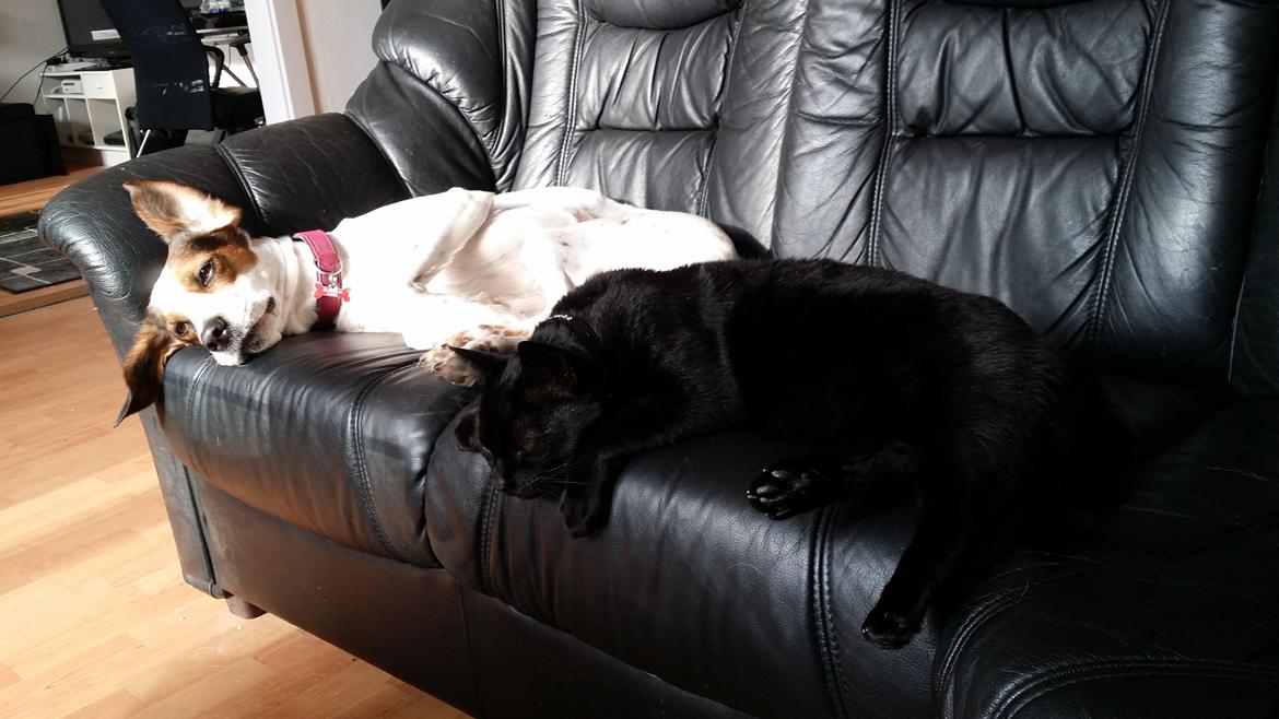 Huskat black jack ( hr jacks) billede 17