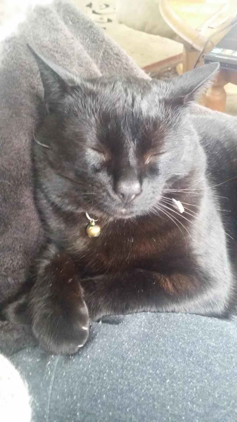 Huskat black jack ( hr jacks) billede 18