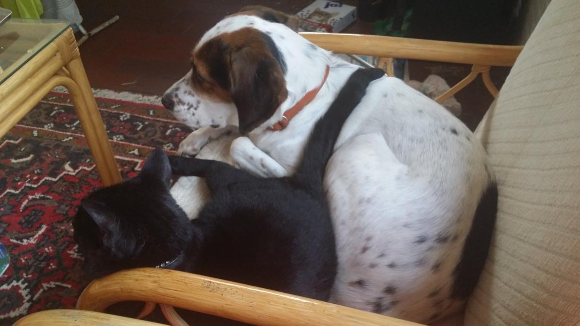 Huskat black jack ( hr jacks) billede 19