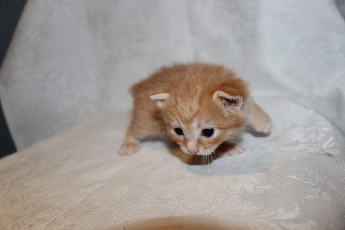 Kurilean Bobtail IP. GIC. DK KorZhik´s Miss Marple billede 25