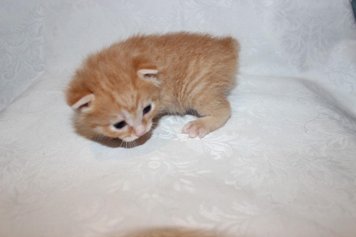 Kurilean Bobtail IP. GIC. DK KorZhik´s Miss Marple billede 27