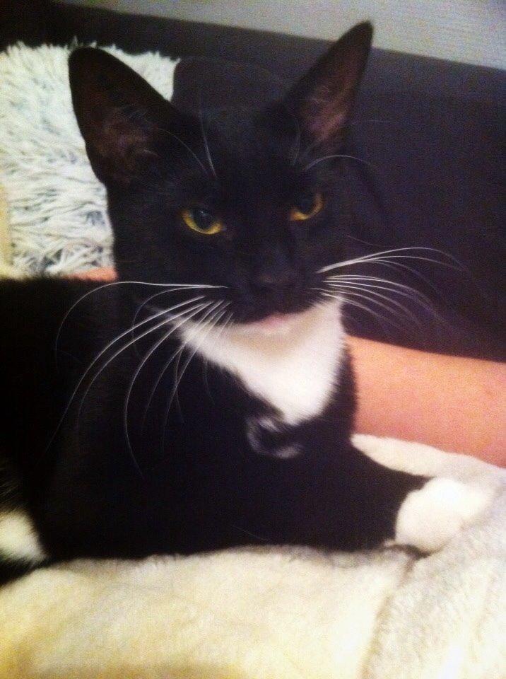 Huskat Cutie billede 4