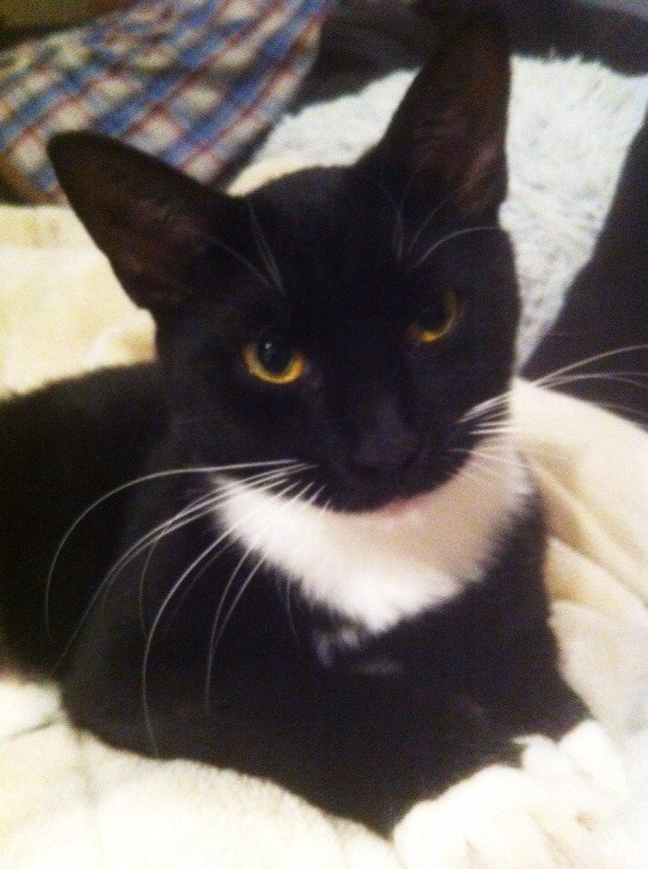 Huskat Cutie billede 5