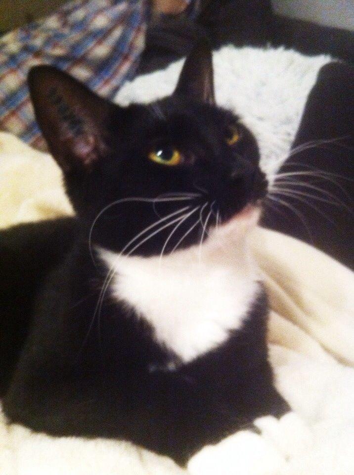 Huskat Cutie billede 7