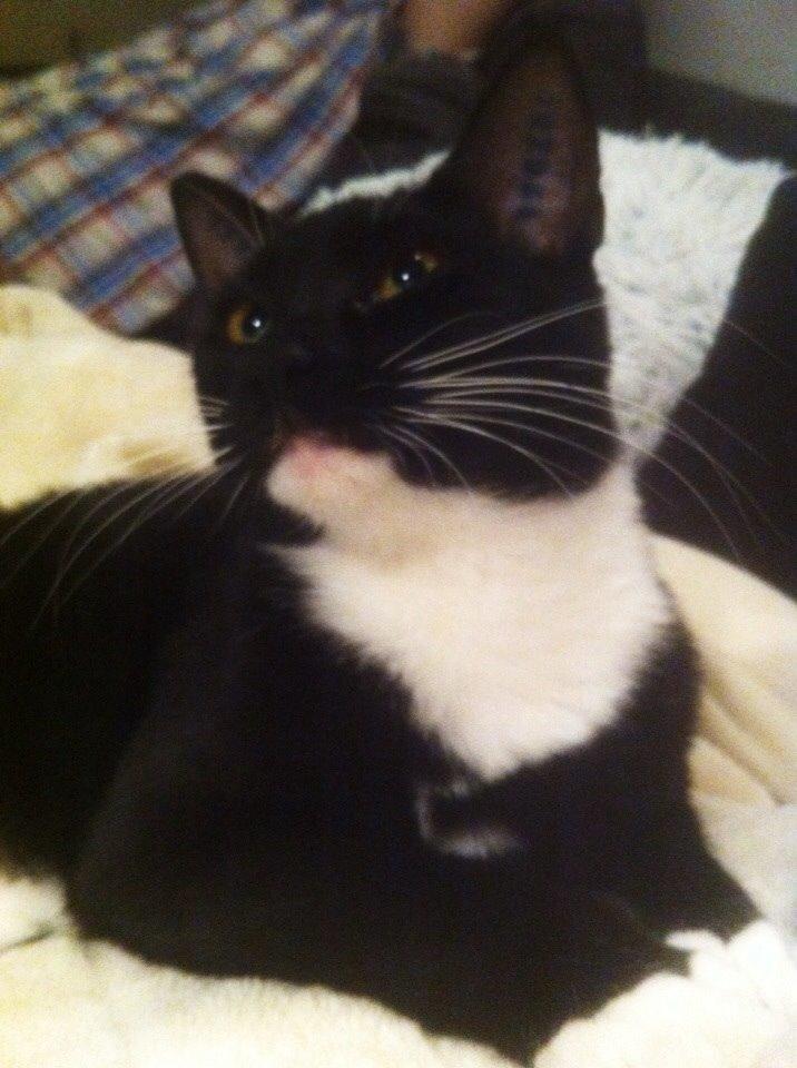 Huskat Cutie billede 8